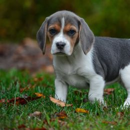 Beagles from Fable & Fern Beagles