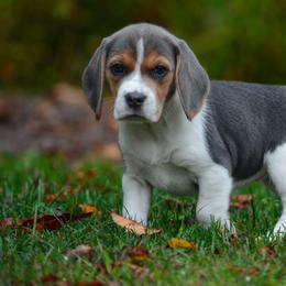 Beagles from Fable & Fern Beagles
