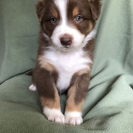 "Ruby x Ben's dad" Australian Shepherd Puppies from Cedar Creek Farm