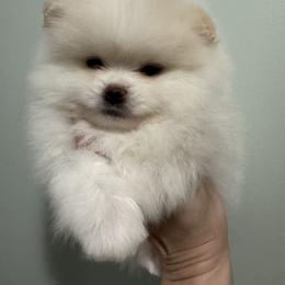 Tofu - Cream parti male Pomeranian puppy in Channahon, Illinois from Tiny Tots Pomeranians