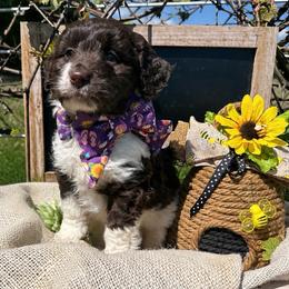 Tina - White and red female Bordoodle puppy in Canfield, Ohio from Poo's Doo's & Inu's
