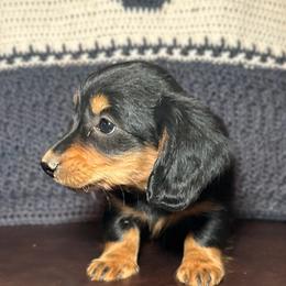 Boy 1 - Black and tan male Dachshund puppy in Stilwell, Oklahoma from Ross's Desert Doxies