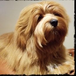 Danté - Havanese