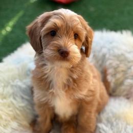 Telly - Caramel male Australian Labradoodle puppy in Londonderry, New Hampshire from Granite State Labradoodles