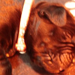 Cane Corso Puppies from Paw city llc