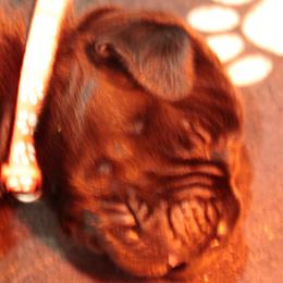 Cane Corso Puppies from Paw city llc