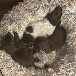 Dachshund Puppies from Cove Creek Dachshunds
