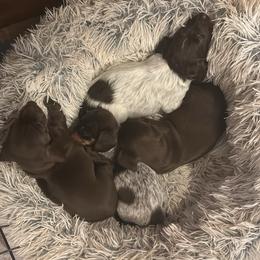 Dachshund Puppies from Cove Creek Dachshunds