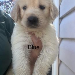 Blue Collar - Light golden male Golden Retriever puppy in Jesup, Georgia from Painted Platinum Retrievers (Painted Platinum Kennel) PPK