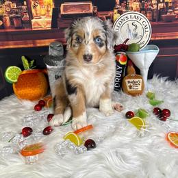 Mai tai - Blue merle female Australian Shepherd puppy in Fredericksburg, Virginia from Cooper Ridge Aussies