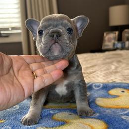 White - Blue female French Bulldog puppy in Bolingbrook, Illinois from Flores Frenchies