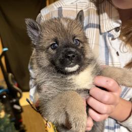 Nala - Wolf sable female Pomsky puppy in New Bedford, Massachusetts from Roark Pack Chihuahua's & Pomsky's