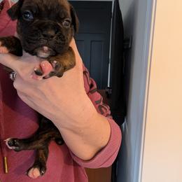 River - Brindle male Boxer puppy in Wellington, Ohio from Brinkhaven Boxers