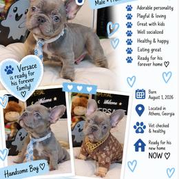 Versace - Blue fawn male French Bulldog puppy in Athens, Georgia from Imperial Frenchies