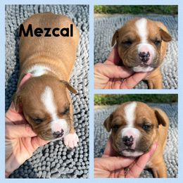 Mezcal - Red male American Staffordshire Terrier puppy in Marietta, Georgia from Ambition Amstaffs