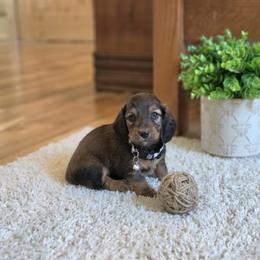 AKC Meet Jack :) - Sable male Dachshund puppy in Centerville, Iowa from Barnyard Dachshunds, Dals & Doodles