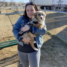 Australian Shepherd and Miniature Australian Shepherd All Grown Up from Prickly Pear Pups