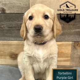 Tortellini - Golden female Golden Retriever puppy in Star, Idaho from Gold Treasure Retrievers
