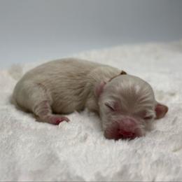 Sol - Cream male Dachshund puppy in Sacramento, California from HEFFERNAN HOUNDS