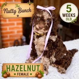 Hazelnut - Merle female Goldendoodle puppy in Miami, Florida from Jade’s Paws & Co. Of Miami LLC