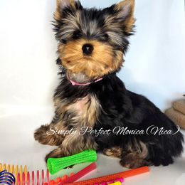 Yorkshire Terrier Puppies from Simply Perfect Yorkies