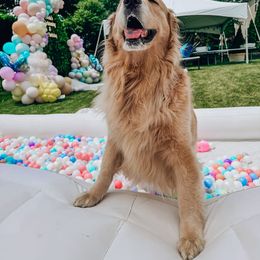 Golden Retriever Puppies from Golden Paws Family