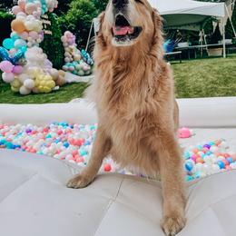 Golden Retriever Puppies from Golden Paws Family