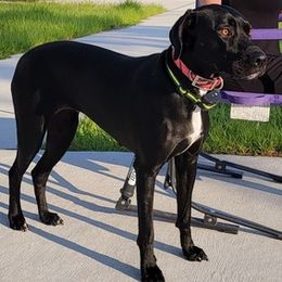 Catahoula Leopard Dogs from Yulee Catahoulas