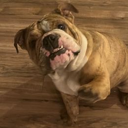 Bulldogs from BreDoodles English Bulldogs