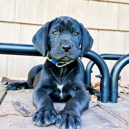 Mira - Black and white female Great Dane puppy in Climax, Michigan from Beaver Creek Danes