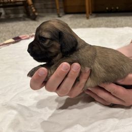Sarah - Cream female Dachshund puppy in Shelley, Idaho from Journey’s End Dachshunds