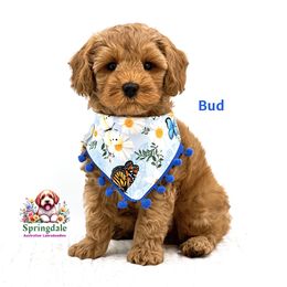 Bud - Red male Australian Labradoodle puppy in Greensboro, North Carolina from Springdale Australian Labradoodles