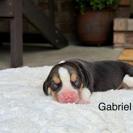 Gabriel - Black tan and white male Beagle puppy in Mansfield, Missouri from Rippee Creek Kennel
