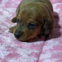 Forest - Red male Dachshund puppy in Salem, Oregon from Longdox Mini Dachshunds