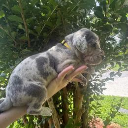 Yellow collar - Merle female Great Dane puppy in Ider, Alabama from Sand Mountain Danes LLC