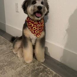 Aussiedoodle and Australian Shepherd Puppies from Junipersdoodles