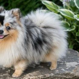 Ireland - Pomeranian