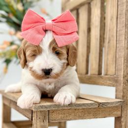 Coral - Parti female Goldendoodle puppy in Queen Creek, Arizona from Goldendoodle AZ