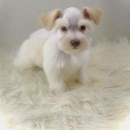 Sonny - Wheaten male Miniature Schnauzer puppy in Overton, Texas from Beards & Bows Schnauzer Farm