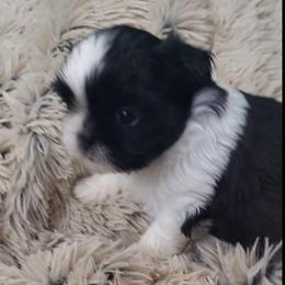 AKC tiny Jackie - Black and white female Shih Tzu puppy in Troutville, Virginia from Mountain Pass Barn