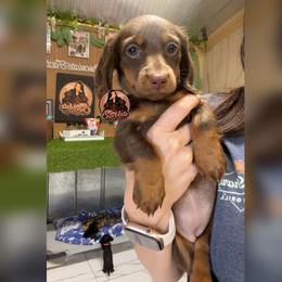 YELLOW - Chocolate and tan female Dachshund puppy in Liberty, Texas from Mini Chocolate Factory