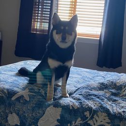 Pug and Shiba Inu Puppies from khshibas-khpugs