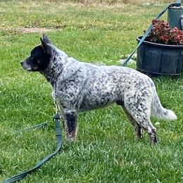 Ryder - Australian Cattle Dog