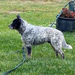 Ryder - Australian Cattle Dog