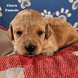 Clara - Apricot female Goldendoodle puppy in Peyton, Colorado from Grace N Faith Doodles