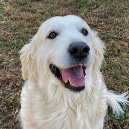Josie - Golden Retriever