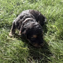 Skye - Phantom female Goldendoodle puppy in Fairwood, Washington from Goldendoodles on the Prairie