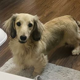 Nala - Dachshund