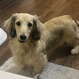 Nala - Dachshund