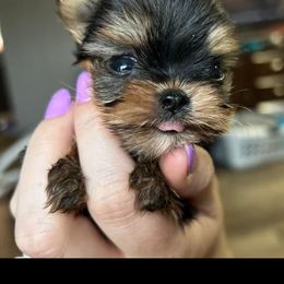 Yorkshire Terrier Puppies from Kings Yorkshire Terriers